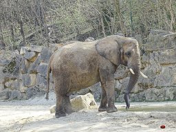 Tiergarten Schönbrunn am 23.03.2023